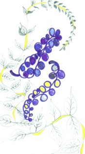 Grapes