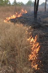 Picture of fire.