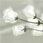 White Roses inspired by the image in Glay's new Album, thanks for 7000 hits (Nov 23)