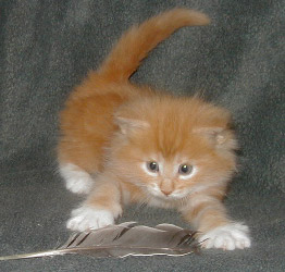 Gyldenkærnes Lucky Luke