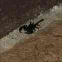 Our Scorpion