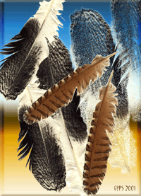 Feathers 1