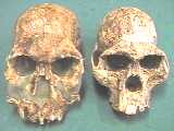 habafric.jpg (4188 bytes)