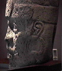 olmhed2b.jpg (10245 bytes)