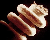 russcrew2.jpg (10464 bytes)