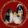 Bison Staete Shih Tzu