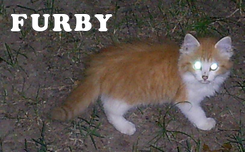 Furby