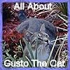 All About Gusto The Cat