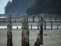 douglas_beachpilings.jpg (88758 bytes)