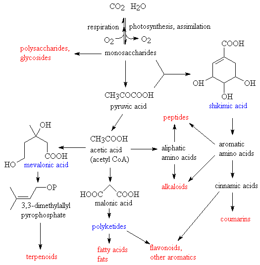 biosynthetic pathway of natural products