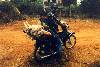 Piggy transport...