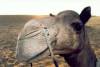 My camel Papad!