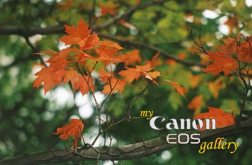 my Canon EOS gallery