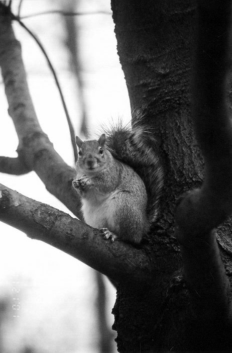 Squirrel #1