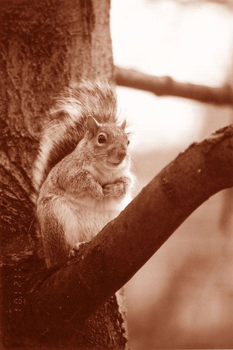 Squirrel #2