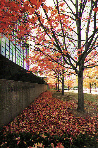 Maple trees shedding their leaves...