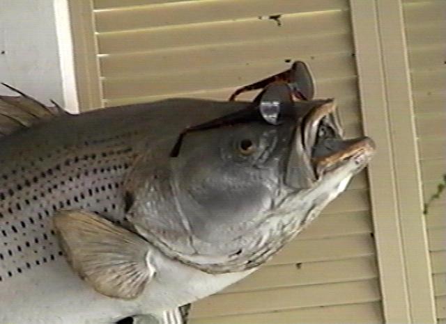 fishy fishy fishy&nbsp;&nbsp; the smell of success