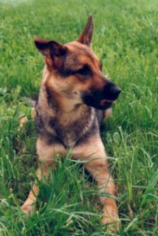 Senta