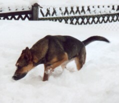 Senta