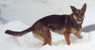 Senta