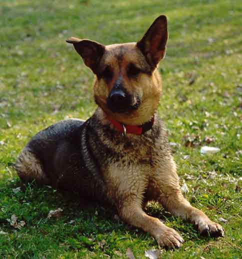 Senta