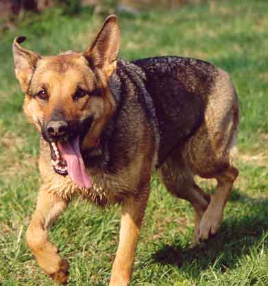 Senta