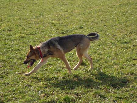 Senta