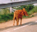 Luki