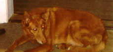 Luki
