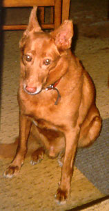 Luki
