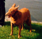Luki