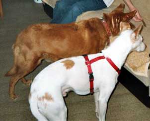 Luki und Polo
