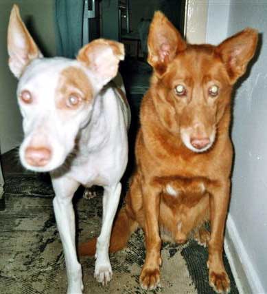 Polo und Luki