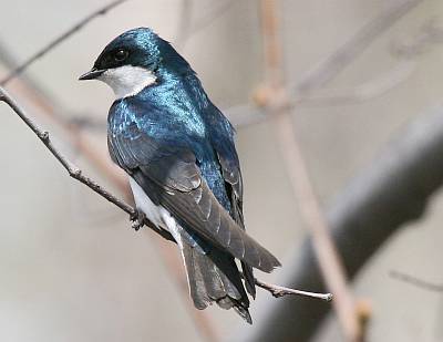 Tree Swallow