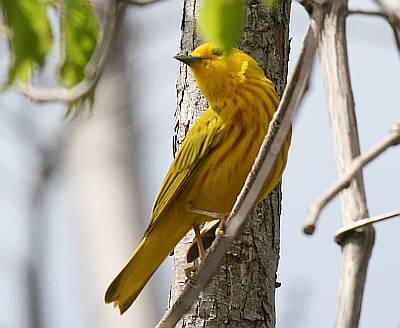Yellow Warbler