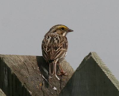 Savannah Sparrow