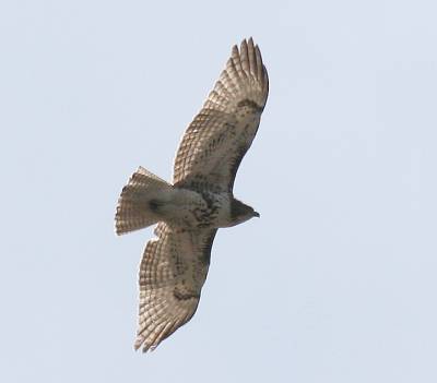 Red Tail