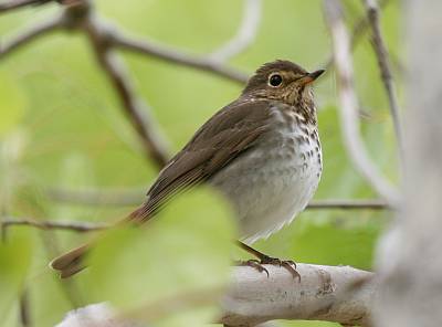 Swainson's Thrush