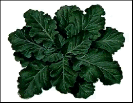 Collard