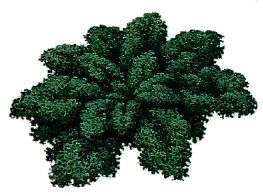 Kale