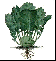 Kohlrabi