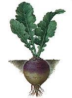 Rutabaga