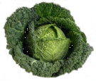 Savoy Cabbage