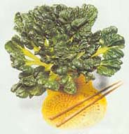 Tatsoi
