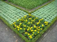 Parterre
