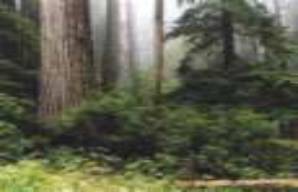 Go to fullsize image