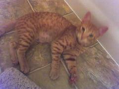 darlene, the orange spotted tabby