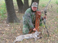 Bobcat
