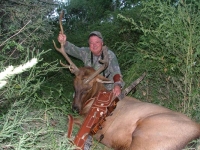 Bull Elk