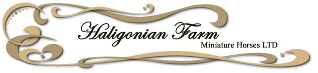 Haligonian Farm Miniature Horses LTD
